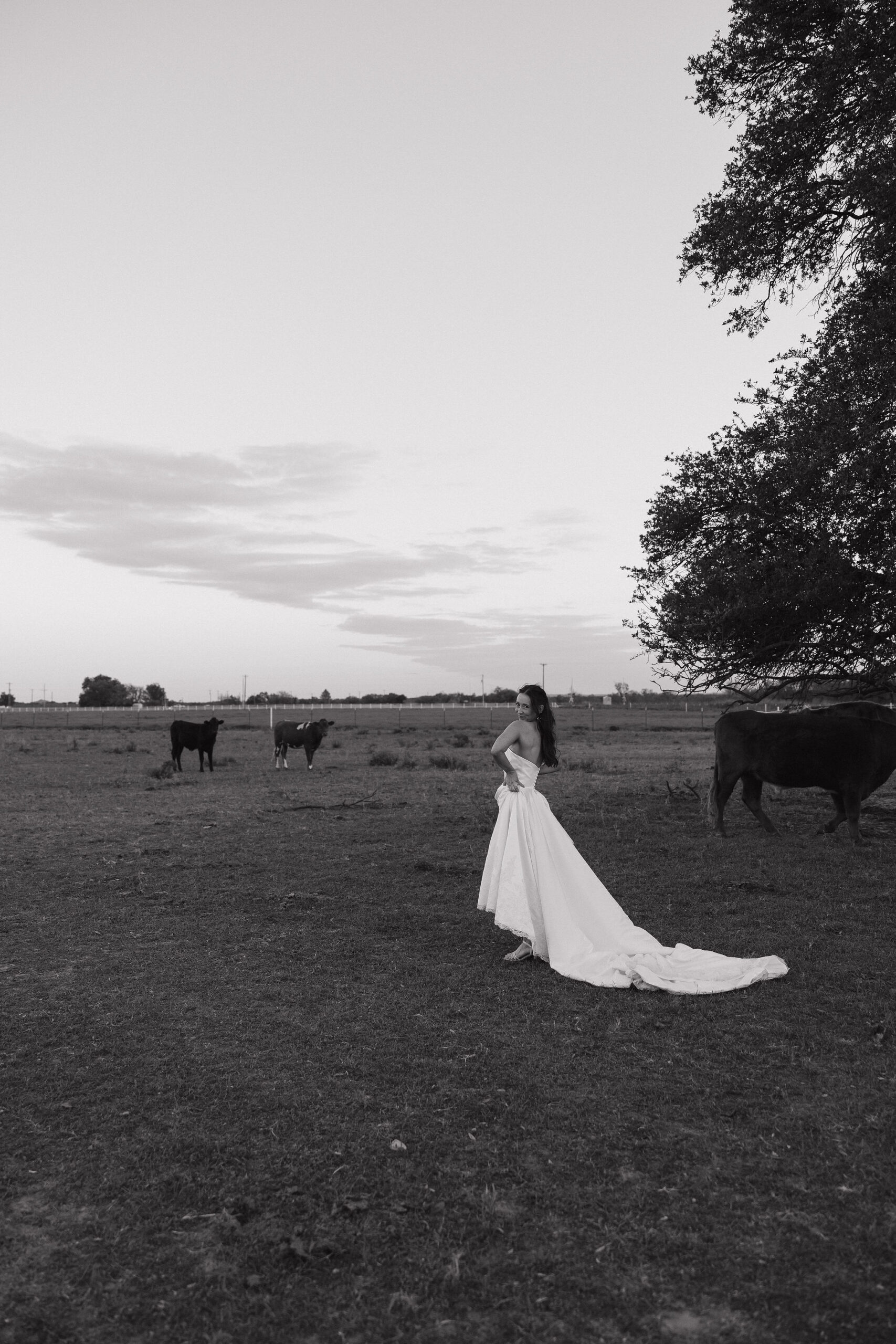 A bride on her family's land with cows in the background